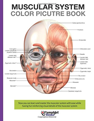 Muscular System Color Picture Book: Beautiful illustrations with concisely and clearly readable labels